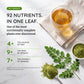 Organic Moringa Tea - Peach & Ginger - Caffeine-Free Herbal Tea