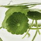 [Beauty of Joseon] Centella Asiatica Calming Mask 25ml X 10ea
